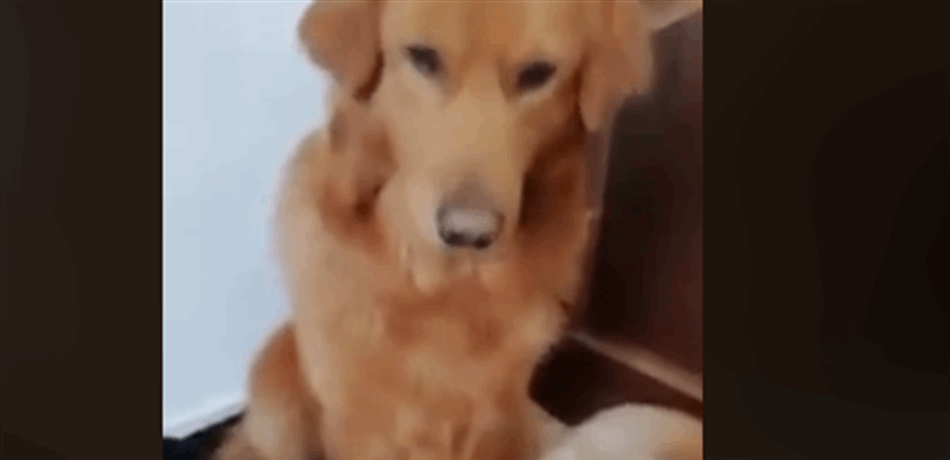 مشهد مؤثّر.. كلبة تفضّل إبنيْهَا على نفسها!