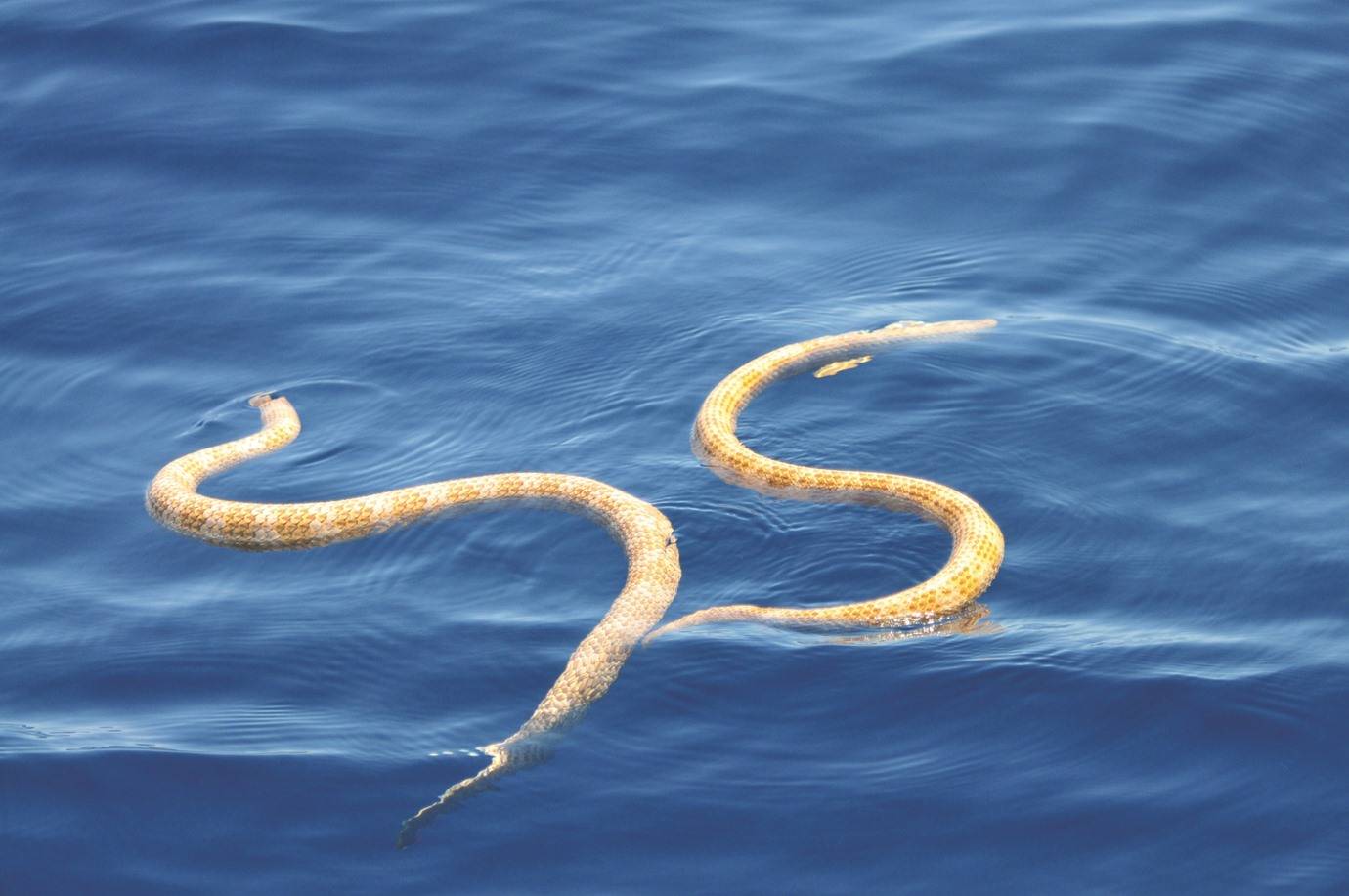 عضة ثعبان بحر تقتل صيّاداً في أستراليا