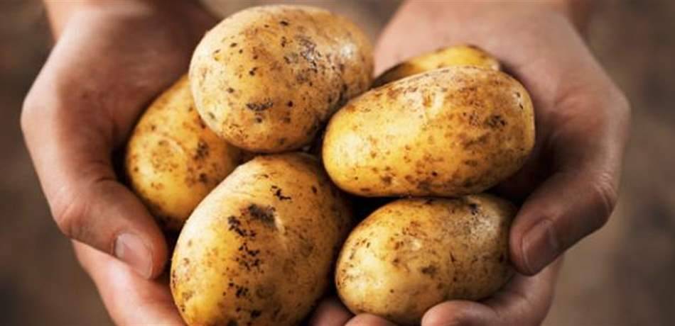 الى النساء: وضع البطاطا بالثلاجة يسبب السرطان.. لن تتوقعي السبب!