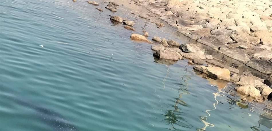 رصد قرش كبير قرب الشاطئ.. والسلطات تحذر