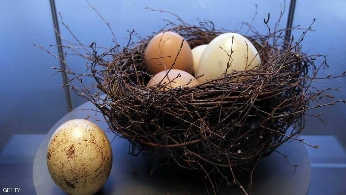 فوائد لا تحصى لبيض هذا الطائر