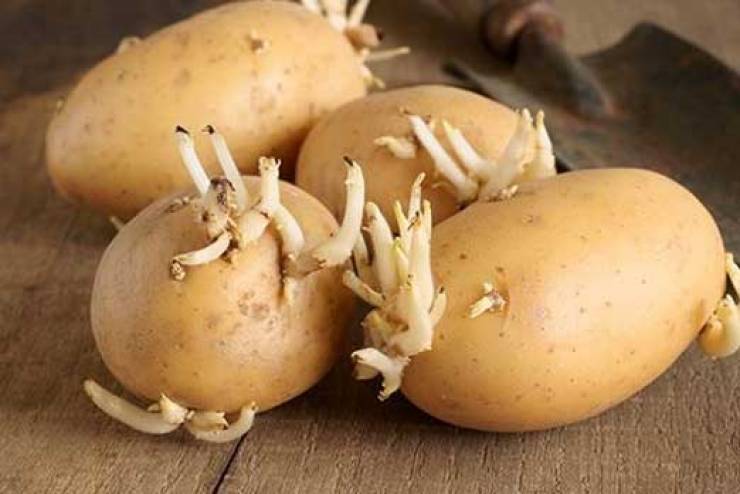 لهذا السبب.. إياك أن ترمي البطاطا عند ظهور براعم عليها!