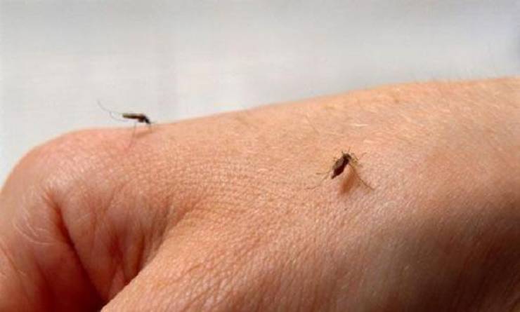 3 خطوات للتخلص نهائياً من لدغات الباعوض