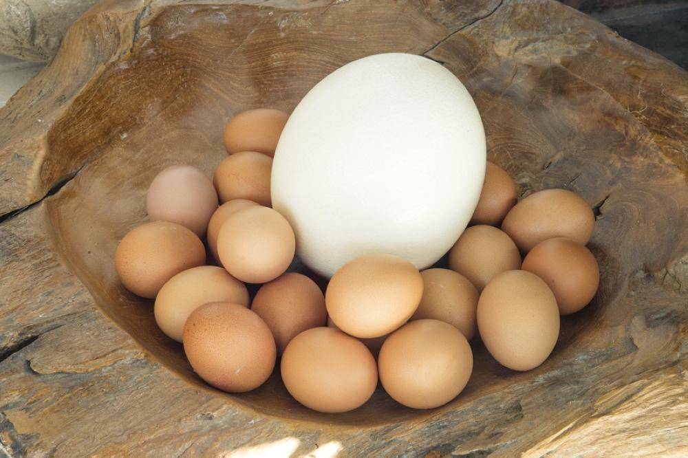 فوائد لا تحصى لبيض أكبر طائر