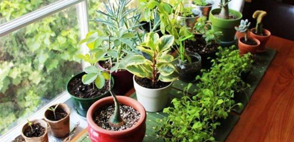 لتخفيض مستويات التوتر وتحسين المزاج.. النباتات المنزلية هي الحل