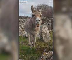 فيديو مدهش: ليست خدعة.. حمار ينهق بصوت أوبرالي قوي جدا وجميل
