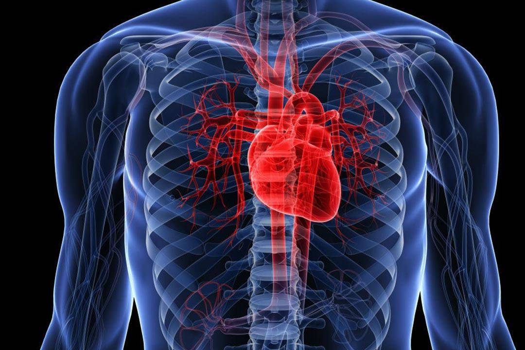 هكذا يرتبط هرمون الشبع بصحة القلب والأوعية الدموية