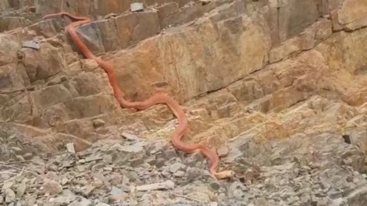 بالفيديو.. ثعبان ضخم يثير الذعر بين السعوديين وخبير يوضح المسألة