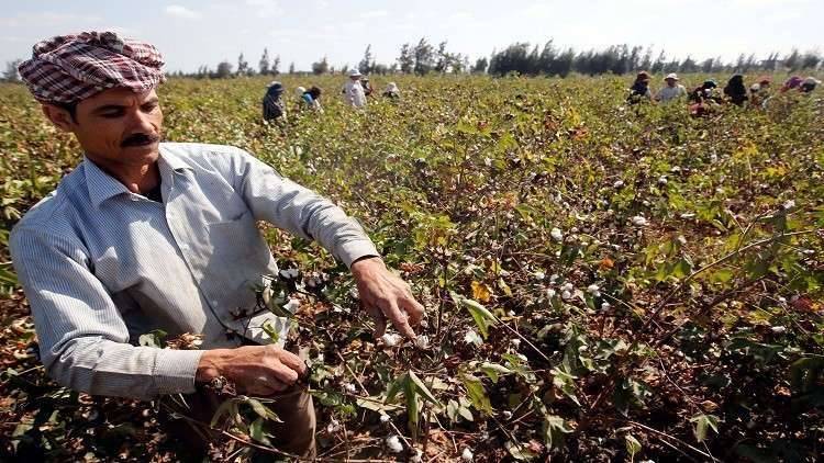 مصر... تلف المحاصيل في 35 ألف فدان وخسائر بالملايين يتكبدها الفلاحون