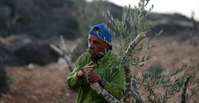 المزارعون الفلسطينيون في مواجهة كارثة تخريب أشجار الزيتون في الضفة الغربية