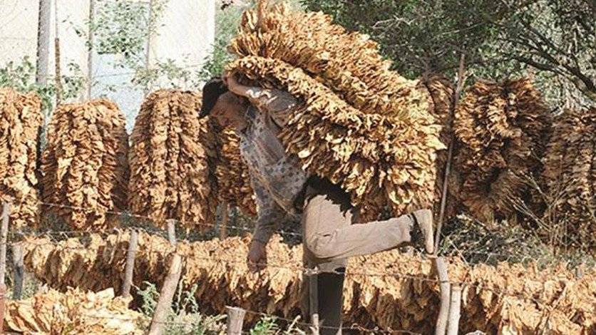 إشكال في مكتب تسليم التبغ في ميس الجبل بسبب الأسعار المتدنية