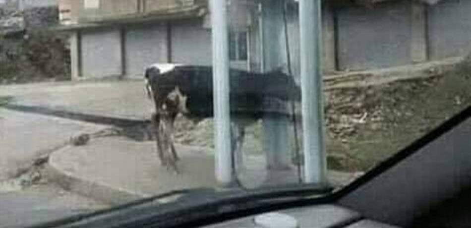 الحيوانات الشاردة عادت لتغزو شوارع طرابلس!