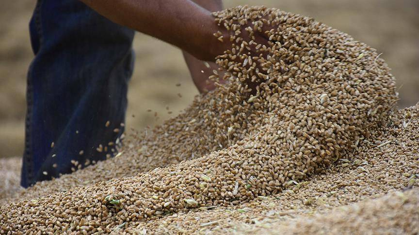 وزير مصري: الاحتياطي الاستراتيجي للقمح يكفي أكثر من 4 أشهر