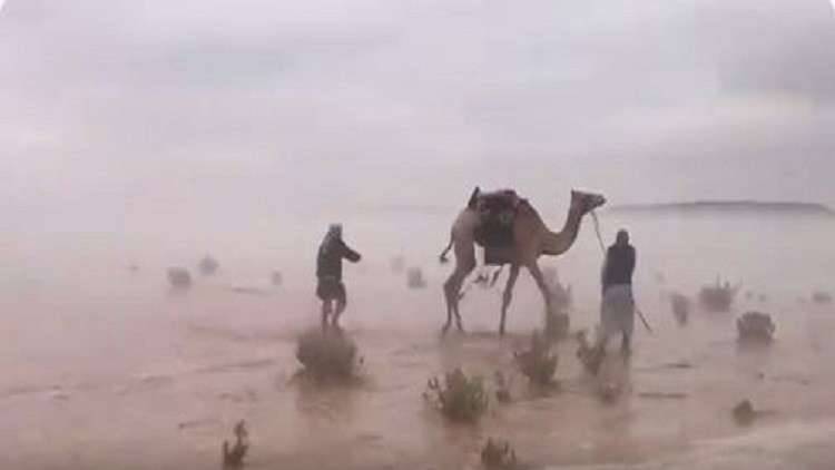 مشاهد مدهشة.. إبل السعودية تخوض غمار الماء!