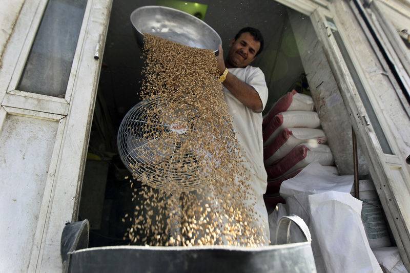 مؤسسة الحبوب السعودية تشتري 495 ألف طن قمحا في مناقصة