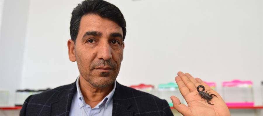 بالصور: هاوٍ يملك 150 عقرباً... خصص لها طابقاً في منزله