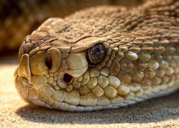 أفاعي السعودية تخرج من جحورها