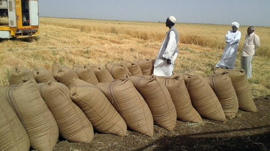 خطة لزراعة 700 ألف فدان.. هل ينجح السودان في تمزيق فاتورة "استيراد القمح"؟