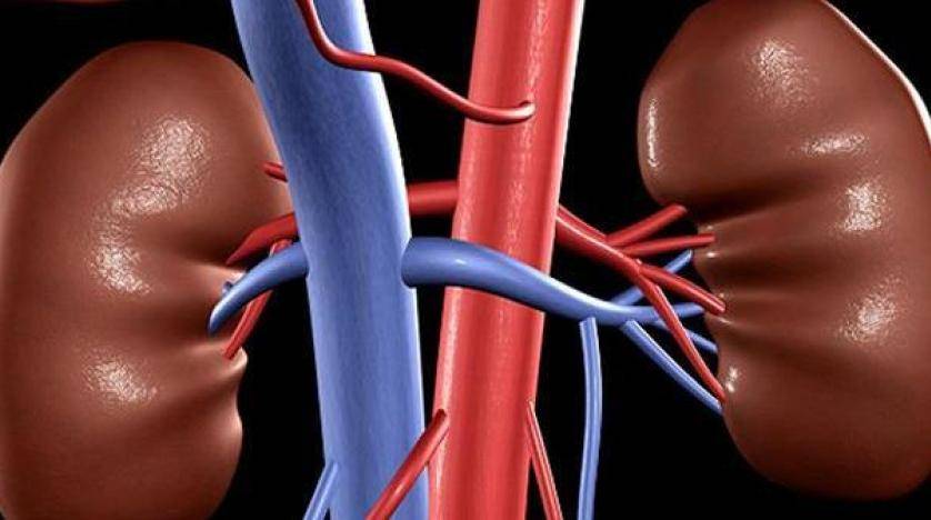 10 أمور سيئة تدمر كليتيك... تجنبها