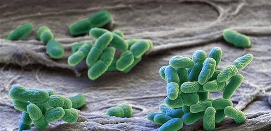 Cyanobacteria فقط في لبنان… سموم تقضي على كل أشكال الحياة!