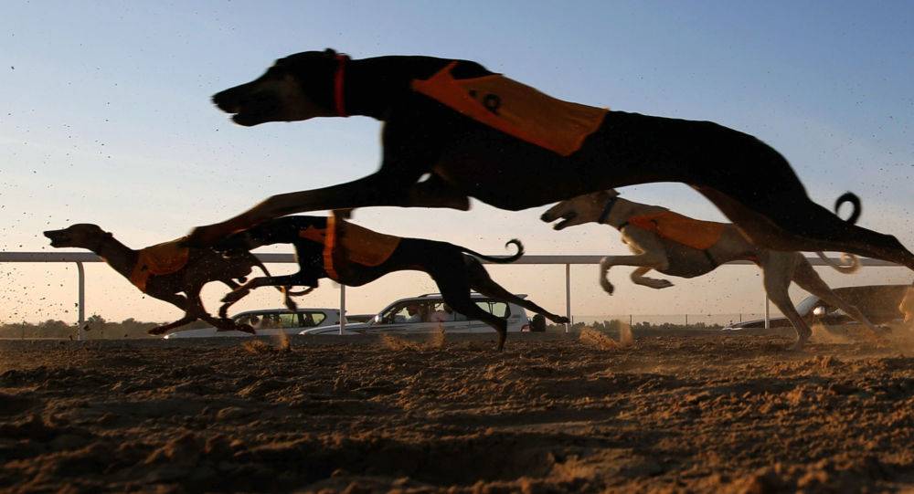 حقيقة توريد كوريا الجنوبية لكلاب من مصر بغرض أكلها