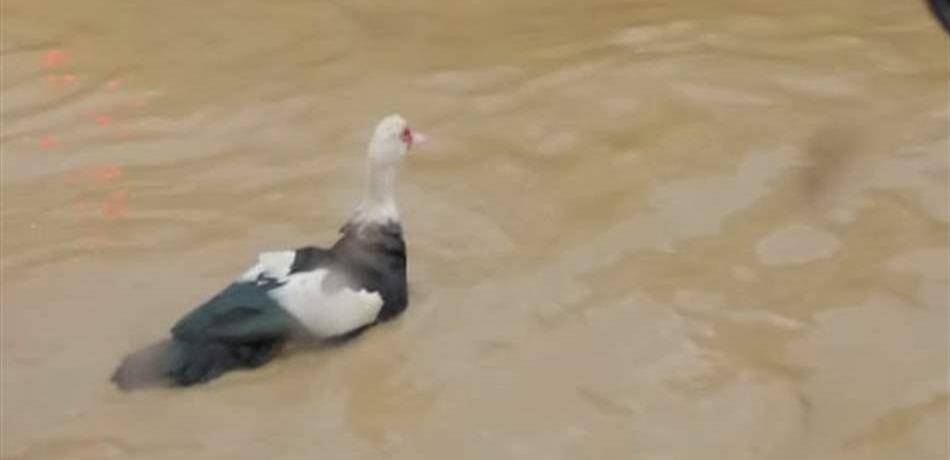 في لبنان: بطّة تسبح في مستنقع وسط الشارع! (صورة)