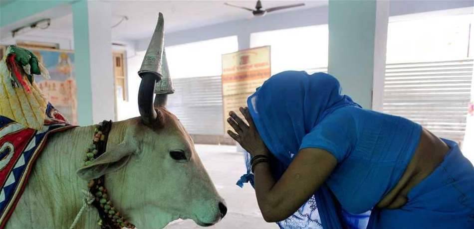 بينهم ضابط.. قتلى بأحداث عنف بعد ذبح بقرة شمالي الهند