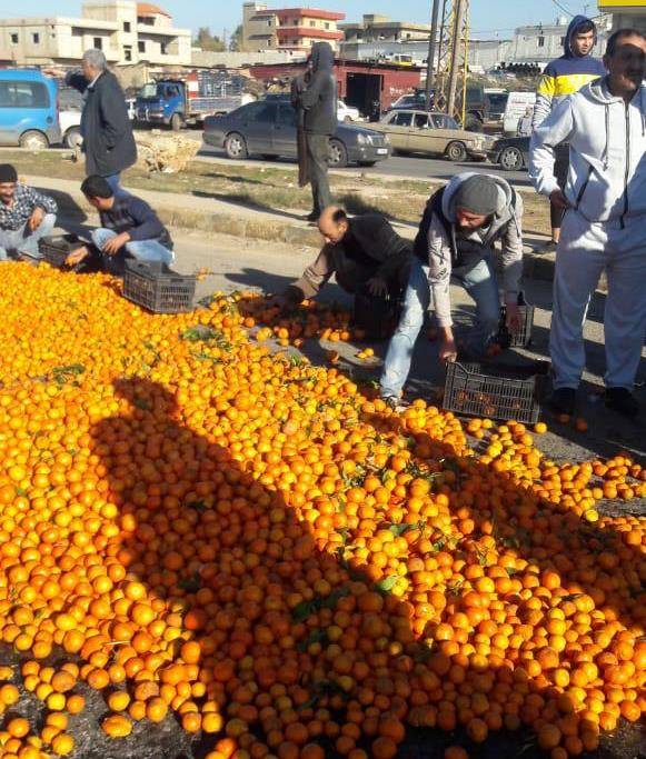 مزارعو الحمضيات قطعوا الطريق في العبدة وطالبوا بتعويضهم