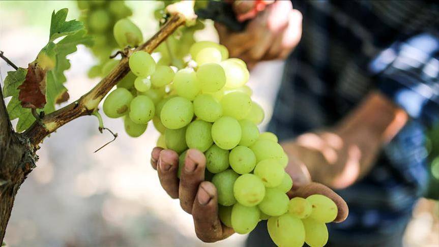 مركب طبيعي في العنب يحارب سرطان البنكرياس