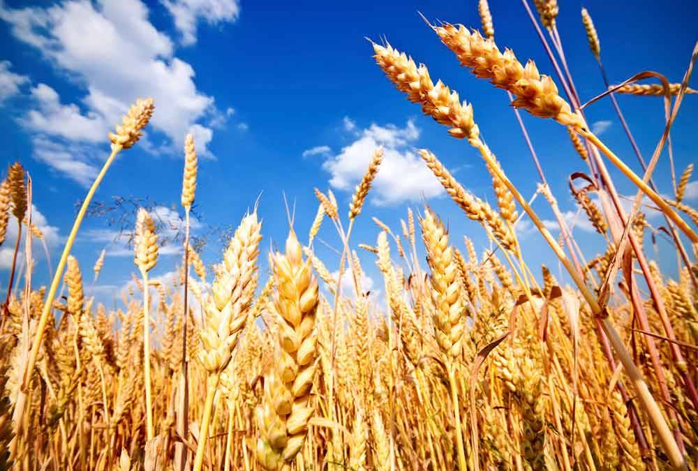 الصين تستهدف شراء 7 ملايين طن من القمح الأمريكي