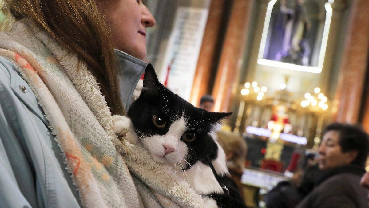 INSIGHT: Pets get blessed at Madrid church