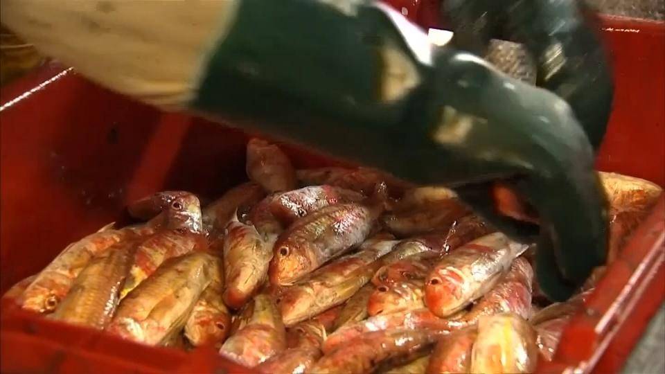 EU readies support for fishermen in case of no-deal Brexit