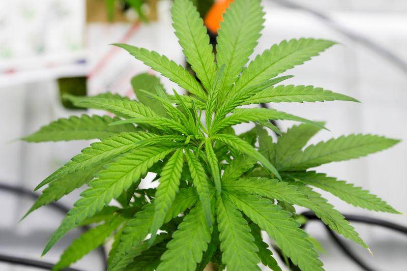 Fonds de 30 millions de dollars pour investir dans la technologie du cannabis
