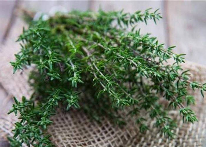 بينها معالجة السعال.. 10 فوائد للزعتر البري
