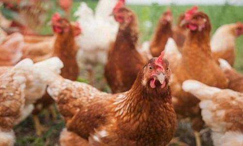 بيض دجاج معدل وراثيا يكافح السرطان!