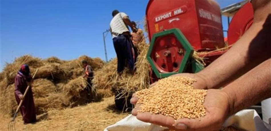 احتياطي القمح الاستراتيجي المصري يكفي لأكثر من 5 أشهر