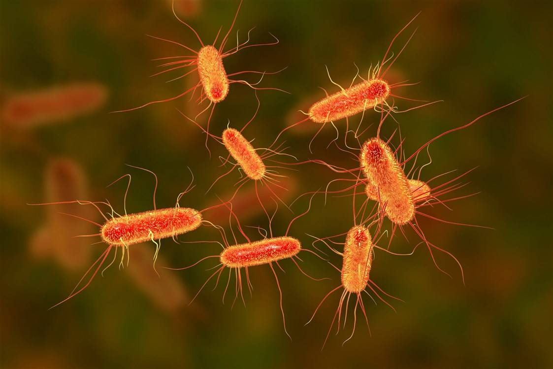 ما هي أسباب الإصابة بالE. Coli ؟وما هي أبرز طرق الوقاية منها؟