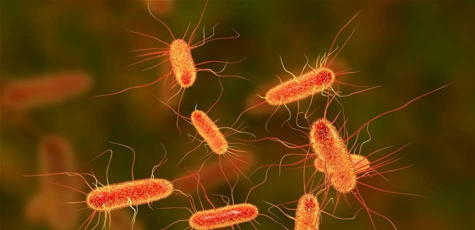 أسباب الإصابة ببكتيريا الـ E Coli وأبرز طرق الوقاية منها