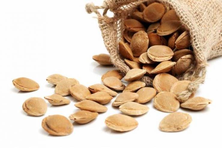 بذور المشمش قاتلة لخلايا السرطان
