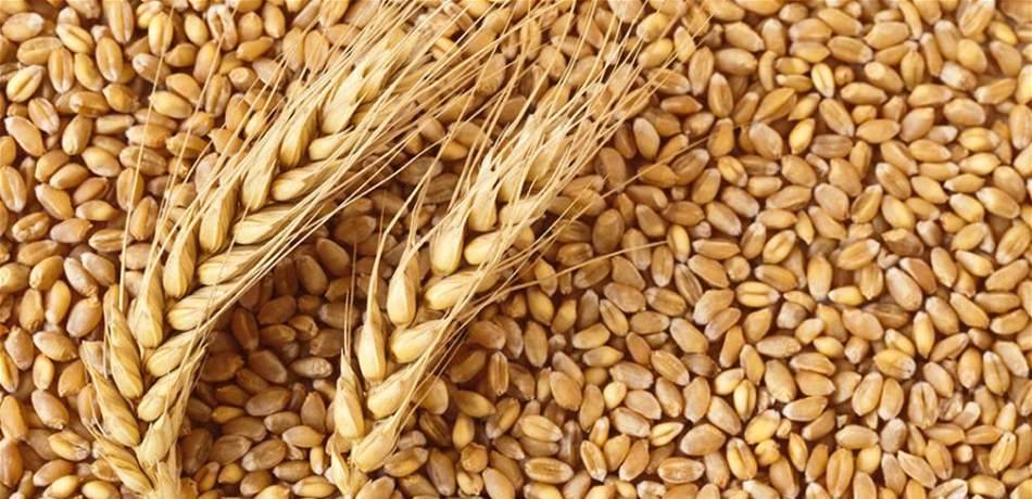 تونس تطرح مناقصة لشراء القمح والشعير
