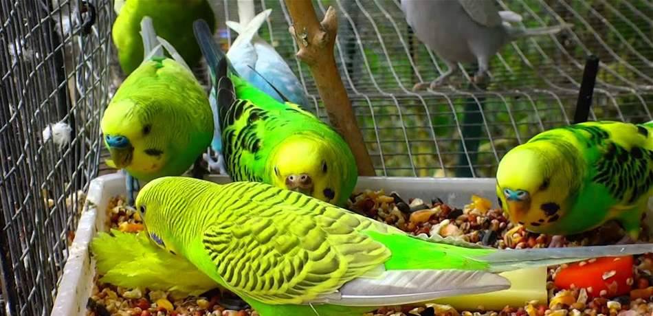 لن تصدقوا فوائد طعام الطيور في خسارة الوزن