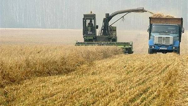 روسيا تتوقع حصاد 118 مليون طن من الحبوب