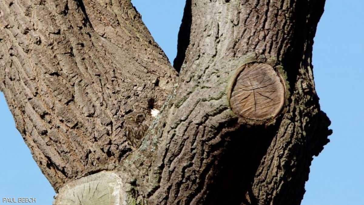 مصوّر يتحدى أصحاب العيون الثاقبة لرؤية الطائر في الصورة