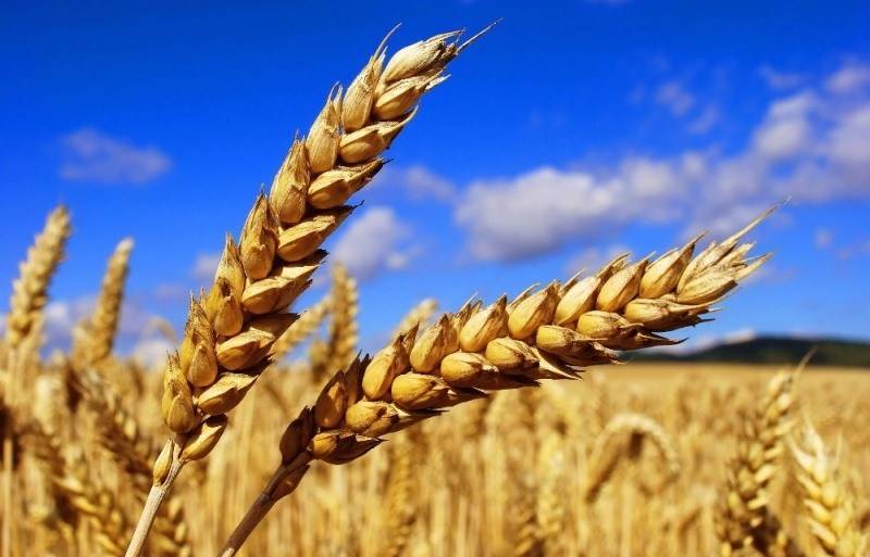 أسعار القمح الروسي تواصل الانخفاض مقتفية أثر العقود الأمريكية