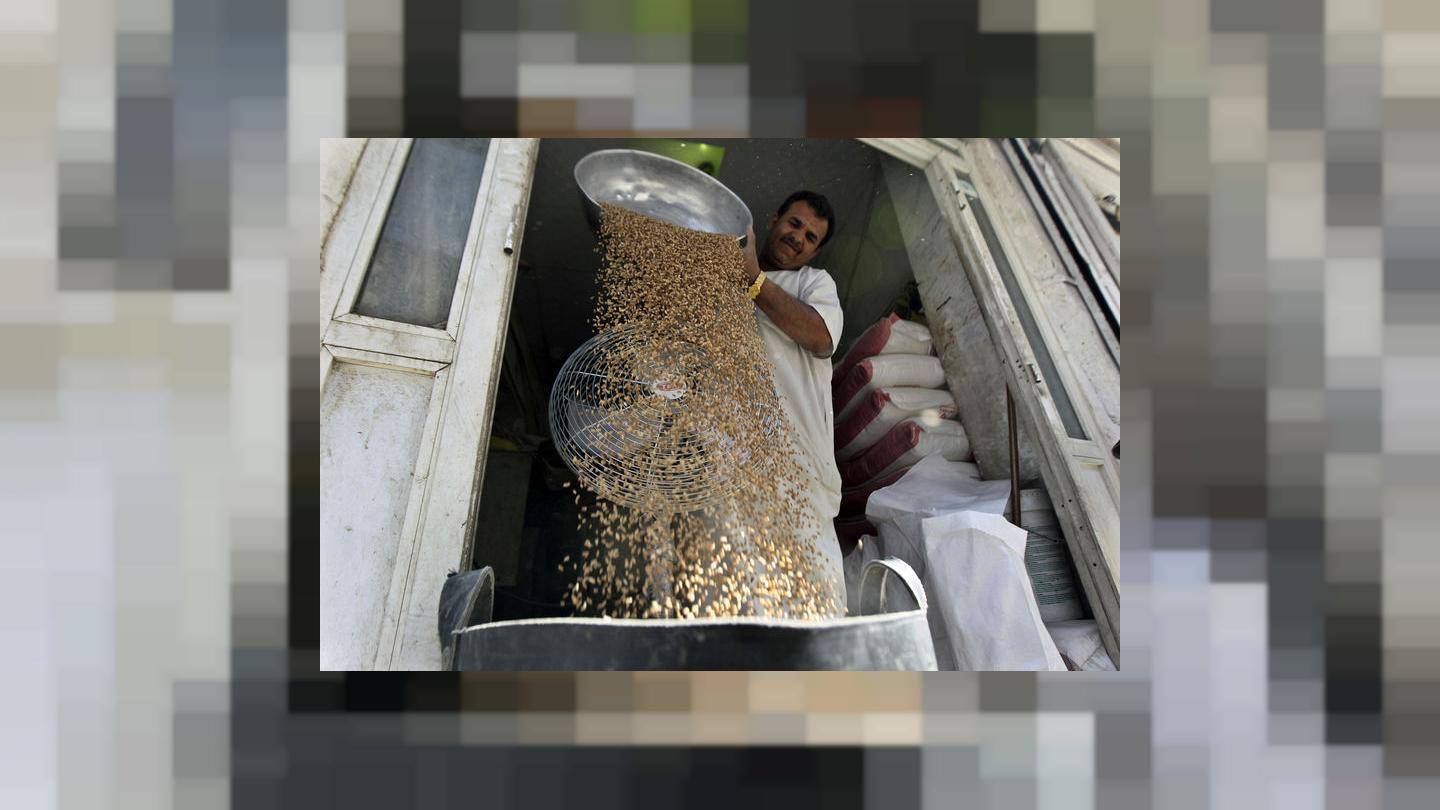 المؤسسة السعودية للحبوب تطلب 595 ألف طن من القح الصلد