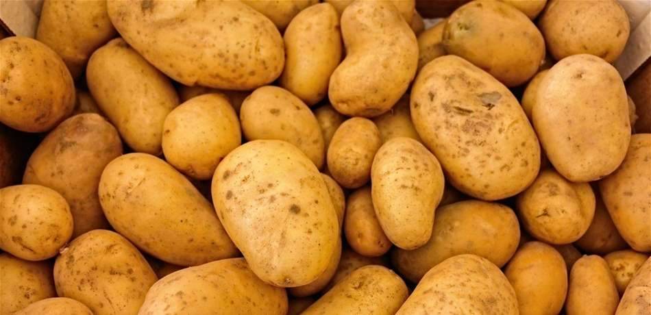 خبر هام لعشاق البطاطا.. هل يمكن أكلها إذا نمت عليها البراعم؟