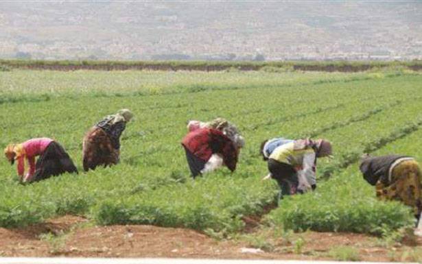 نقابة العمال الزراعيين

الى جمعية عمومية