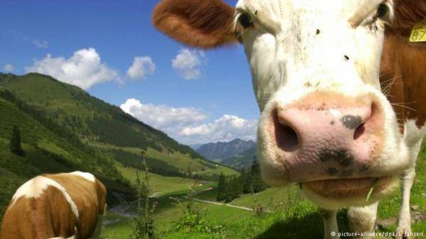 دراسة تحذر من حليب الأبقار كمسبب لسرطان القولون !