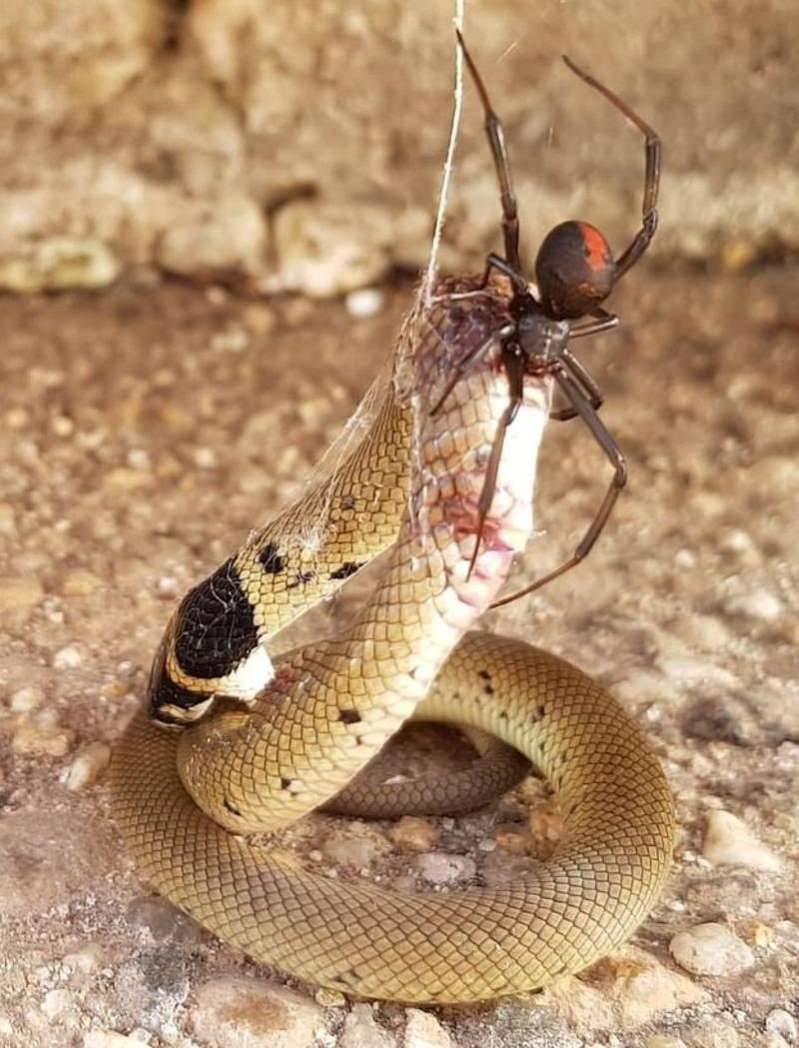 لحظة لا تصدق .. أكثر الثعابين سمية في العالم تموت بشباك عنكبوت صغير !