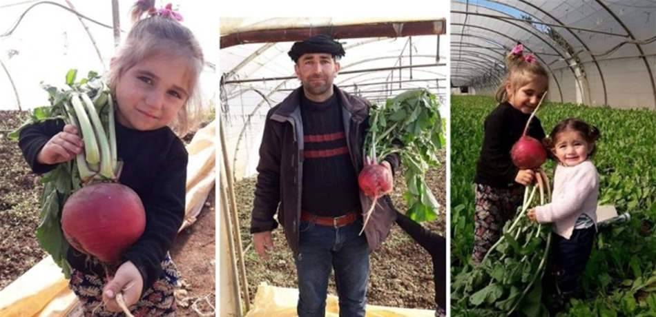 في لبنان: فجلة بحجم عائلي!